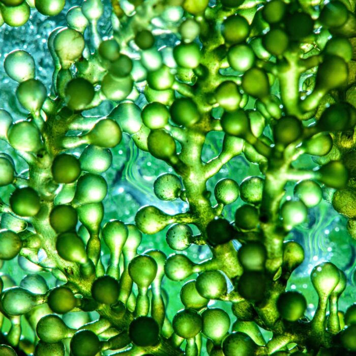 Mikroalgen Presslinge 120g – Bild 3